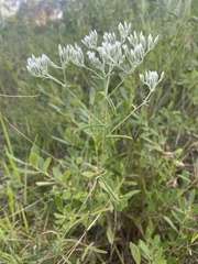 Eupatorium leucolepis