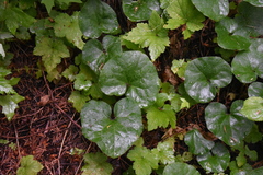 Asarum caudatum