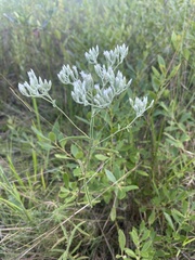 Eupatorium leucolepis