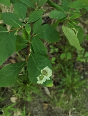 Leucanthiza dircella