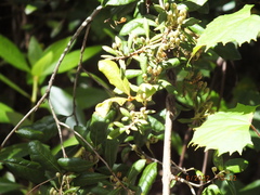 Lyonia ferruginea