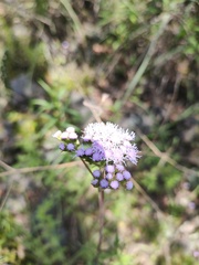 Ageratum corymbosum