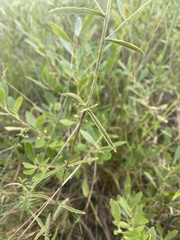 Eupatorium leucolepis