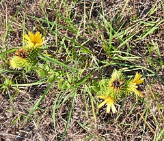 Grindelia