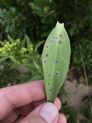 Asteromyia carbonifera