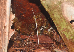 Emesaya brevipennis