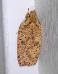 Agonopterix thelmae