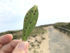 Asteromyia carbonifera