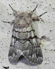 Panthea furcilla