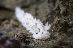 Aegires albopunctatus