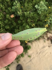 Asteromyia carbonifera