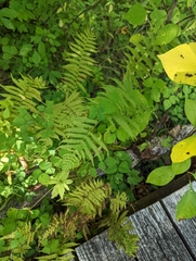 Thelypteris palustris