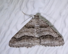 Digrammia continuata