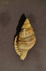Monoplex macrodon