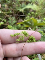 Lygodium palmatum