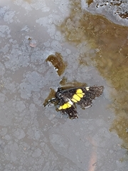 Catasticta teutila