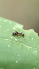 Prenolepis imparis