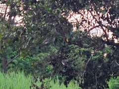 Tyrannus dominicensis