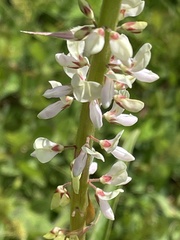 Desmodium macrostachyum
