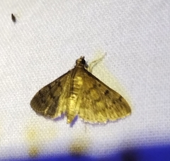 Herpetogramma phaeopteralis