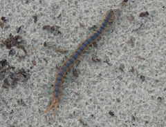 Scolopendra viridis