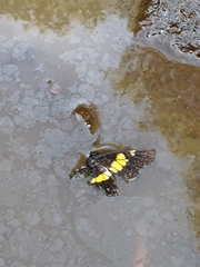 Catasticta teutila