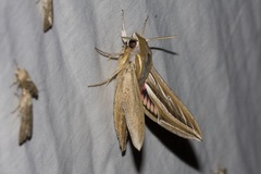 Hippotion celerio