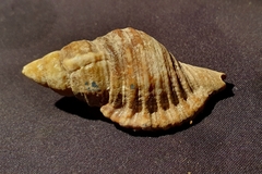 Monoplex macrodon
