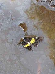 Catasticta teutila