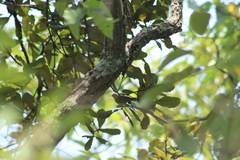 Peucedramus taeniatus