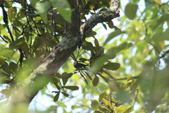 Peucedramus taeniatus