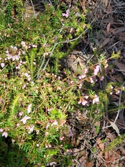 Boronia floribunda