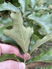 Quercus falcata