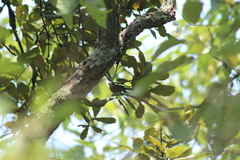Peucedramus taeniatus