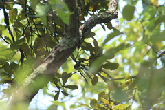Peucedramus taeniatus