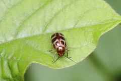 Exora olivacea