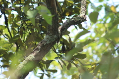 Peucedramus taeniatus