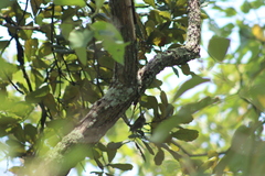 Peucedramus taeniatus