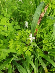 Fumaria capreolata babingtonii