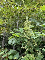 Stenanthium gramineum