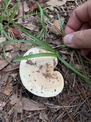 Lactifluus piperatus