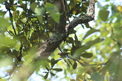 Peucedramus taeniatus