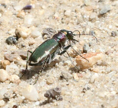 Cicindela scutellaris