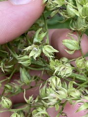 Stenanthium gramineum