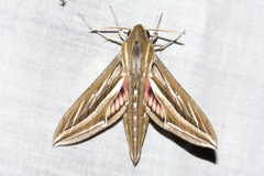 Hippotion celerio
