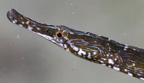 Slanke Pacifische zeenaald (Syngnathus exilis) — Syngnathidae