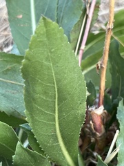 Grindelia integrifolia