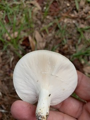 Lactifluus piperatus
