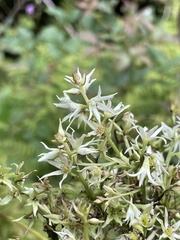 Stenanthium gramineum