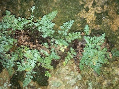 Asplenium montanum